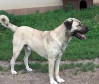 Bild von Tufan 